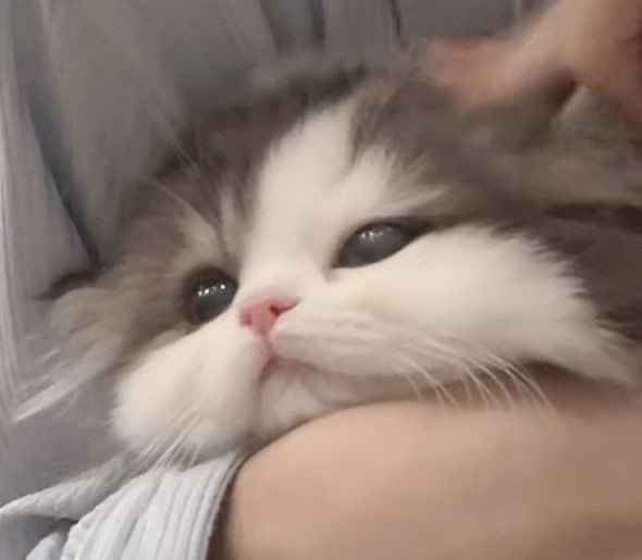 matthew_528___'s tweet photo. 모든 고앵이를 다 닮은 🐱 https://t.co/7TrBd5r3yA