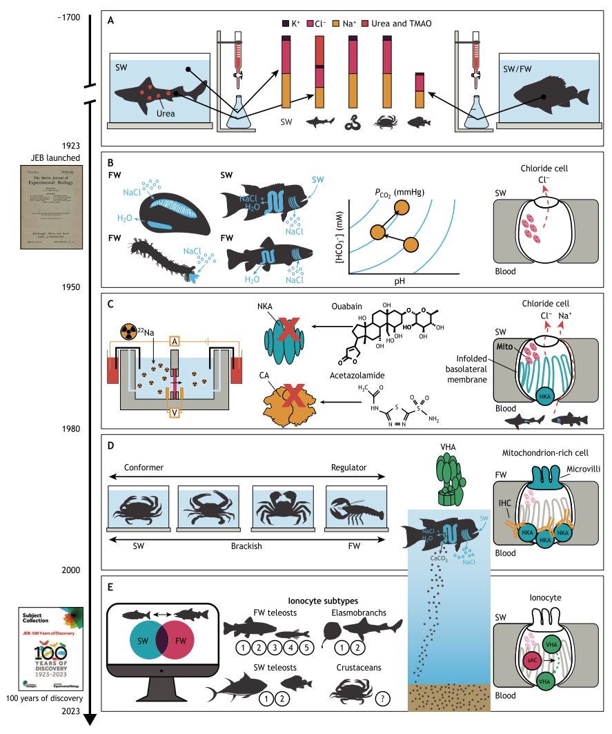 Putting together figures that span 100 years of <a href="/J_Exp_Biol/">Journal of Experimental Biology</a> and aquatic ionic, osmotic, and acid-base strategies was one of the most daunting and exciting task yet. Had an awesome time working with <a href="/martin3guerres/">m3guerres</a> and Alyssa. Here’s a sneak peek!