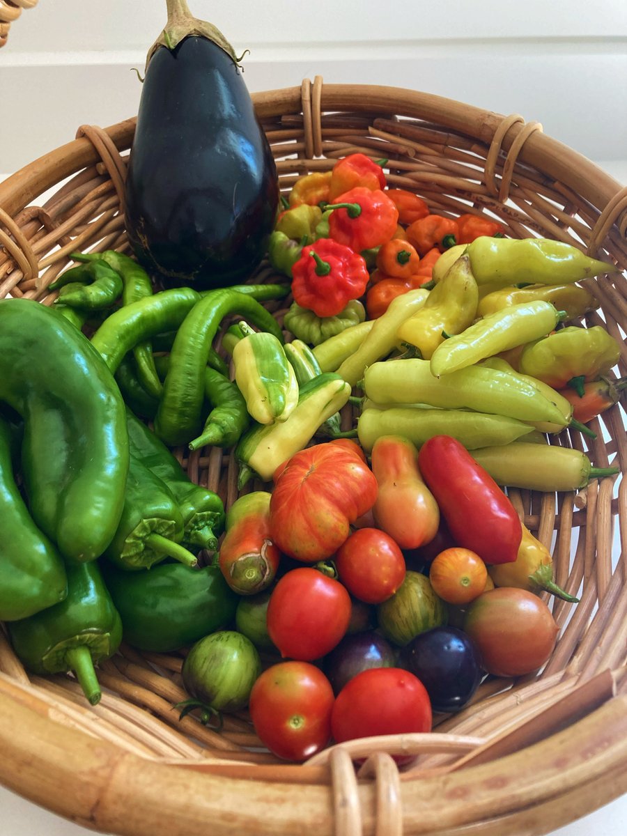 terraloam's tweet photo. Our summer harvest is here, #Charlotte!  We're offering our fresh, locally-grown produce to those in need in our community.  Reach out if you or someone you know could use some fresh veggies. Together, we can make a difference! #CommunityGiving #SustainableLiving https://t.co/PgcTfPMy04