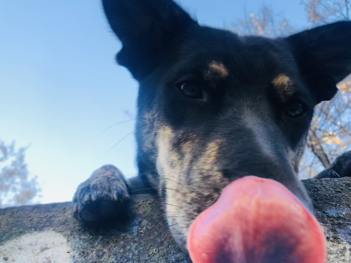 JuliaBenbow's tweet photo. @dog_rates Sorry about the fall. Ron came see if you dropped any treats. https://t.co/jbyARPtqld
