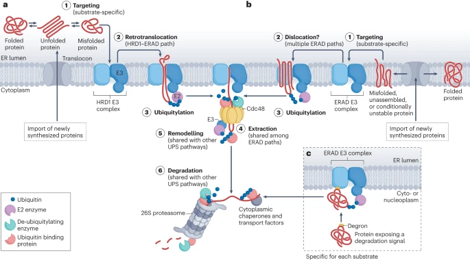 Christianson Lab (@eradlab) on Twitter photo Check out our latest review on ERAD just out today in <a href="/NatRevMCB/">Nature Reviews Molecular Cell Biology</a>! A great collaboration with Ernst Jarosch and Thomas Sommer of <a href="/MDC_Berlin/">Max Delbrück Center</a>. rdcu.be/dihMq Check out our latest review on ERAD just out today in <a href="/NatRevMCB/">Nature Reviews Molecular Cell Biology</a>! A great collaboration with Ernst Jarosch and Thomas Sommer of <a href="/MDC_Berlin/">Max Delbrück Center</a>. rdcu.be/dihMq