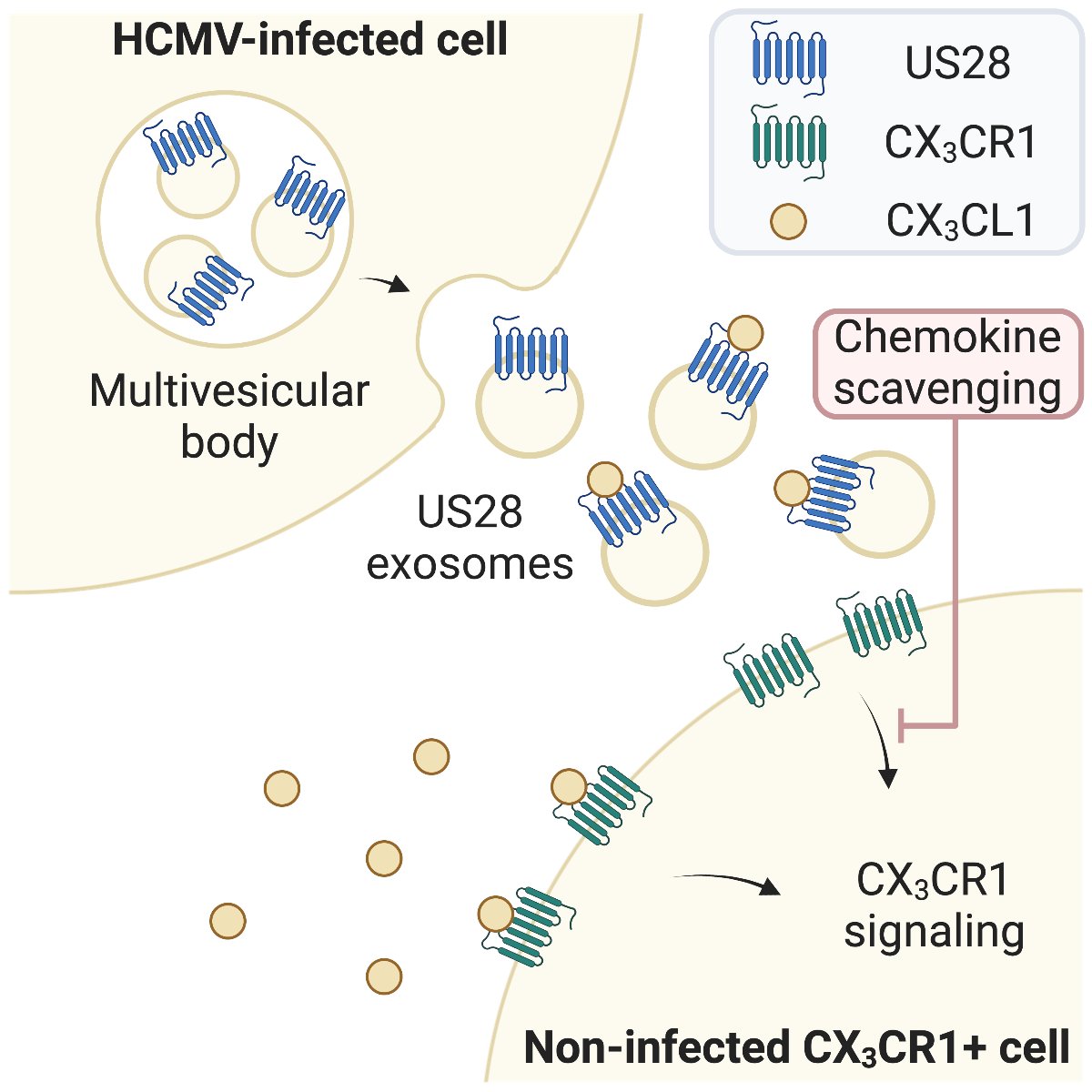 (1/6) Thrilled to have this paper from my PhD out in <a href="/iScience_CP/">iScience journal</a>. We report that the viral #ChemokineReceptor US28 is secreted on #Exosomes from #HCMV-infected cells. Great collab between Martine Smit <a href="/VUamsterdam/">Vrije Universiteit Amsterdam (inactief)</a> and Michiel Pegtel <a href="/CancerCenterAms/">Cancer Center Amsterdam - Amsterdam UMC</a> labs tinyurl.com/yp4mr5mv