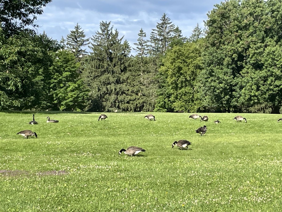 desrokar's tweet photo. Les oies…parc du Lac Leamy. https://t.co/kF6l28gPrR