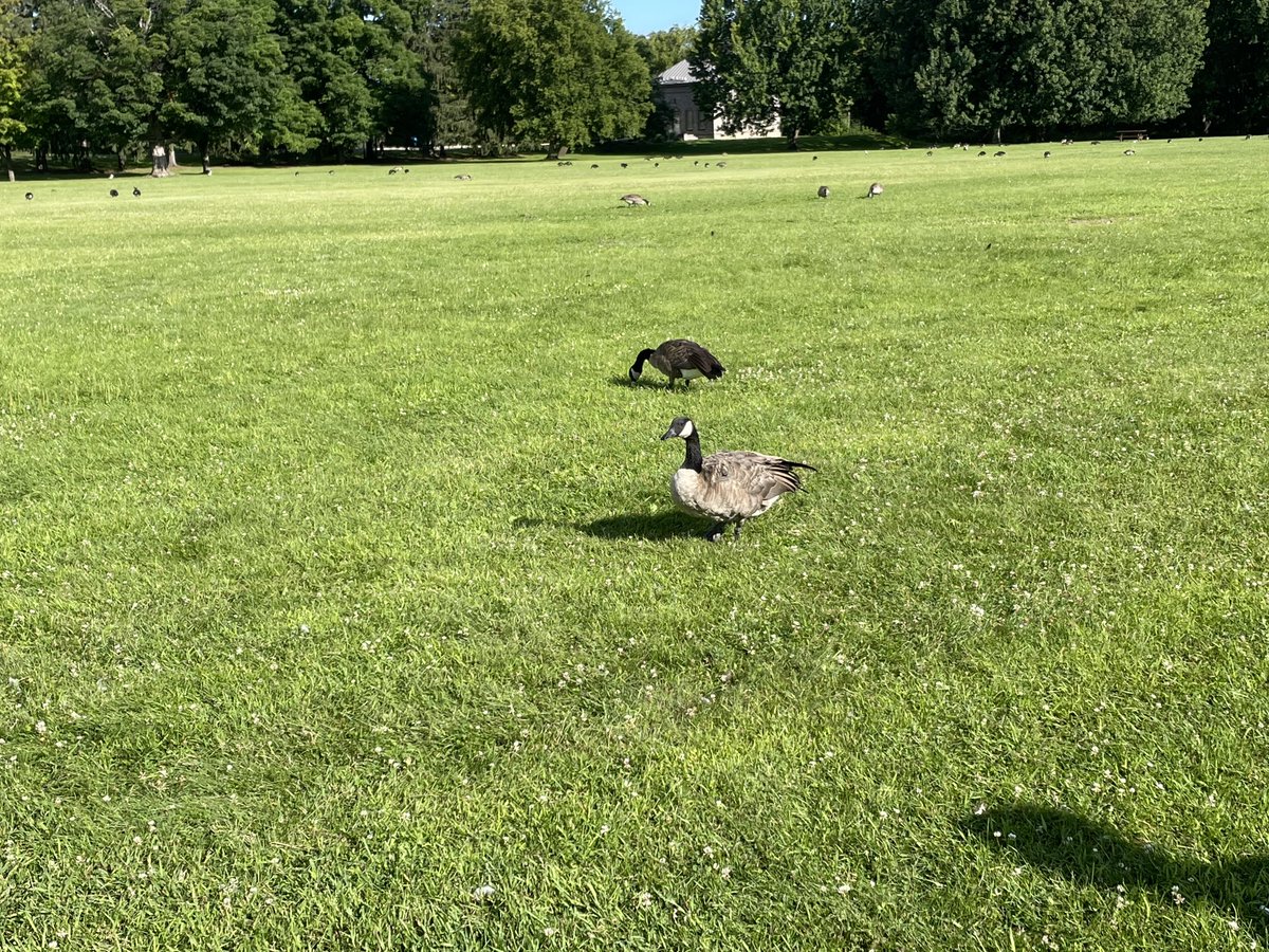 desrokar's tweet photo. Les oies…parc du Lac Leamy. https://t.co/kF6l28gPrR
