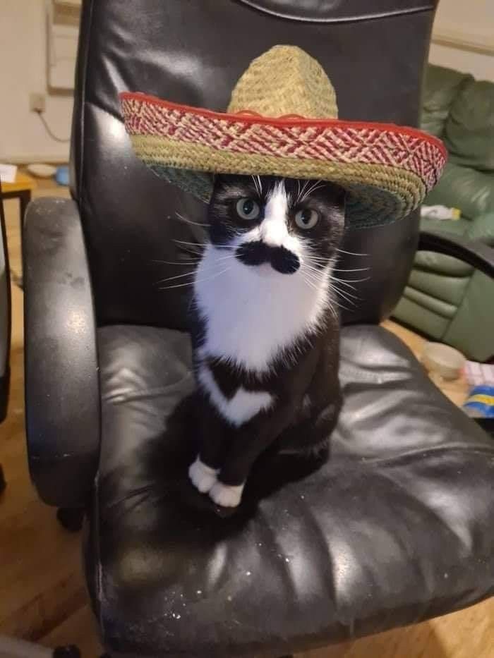 ShouldHaveCat's tweet photo. https://t.co/8srtUFOdhv