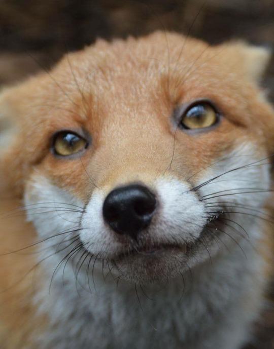 [🔗](api.tinyfox.dev/hourly/HourlyF…)