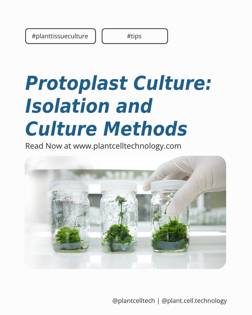 PlantCellNews's tweet image. #Protoplastculture involves isolating protoplasts from any part of the #plant and culturing them in an artificial media under controlled conditions for #plantregeneration.

❓📰Learn more about this exciting technology in our latest blog: plantcelltechnology.com/blogprotoplast….

#tissueculture