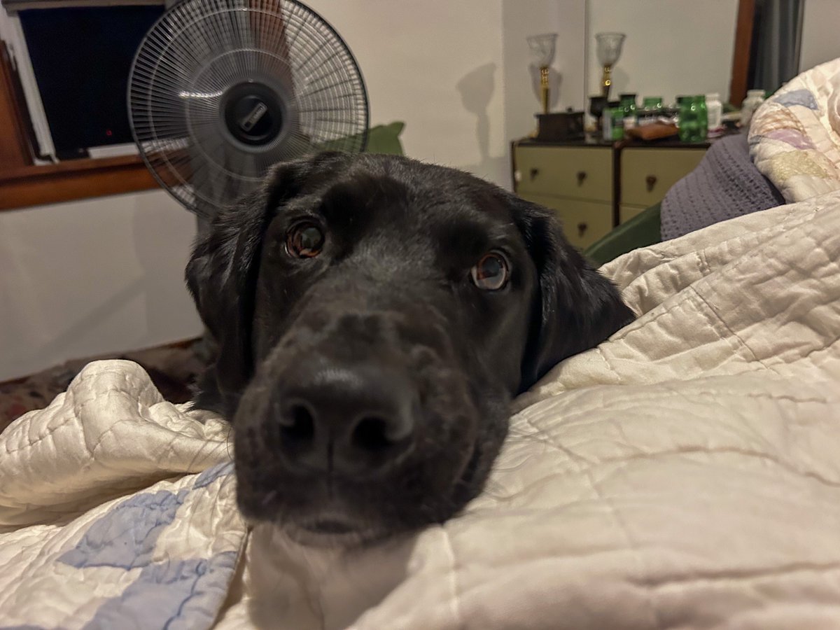 PrestonCarmack's tweet photo. Finn’s face says it all. #toughday #puppyeyes #adventuresoffinnian #finn #puppies https://t.co/e7YoKF6RCT