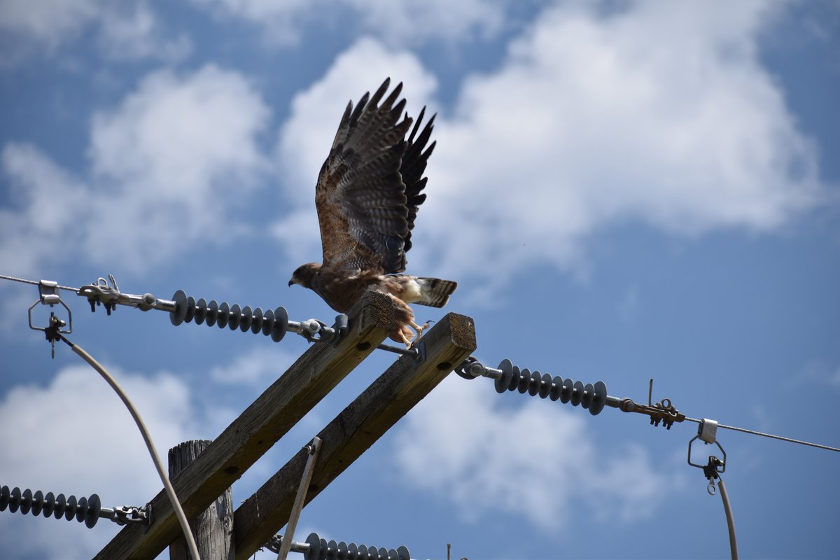 USGS's tweet photo. A study by @BoiseState, Idaho Power and USGS found that 66% of dead birds collected during surveys along power lines in 4 western states died from gunshot. Shot species included bald eagles and other protected migratory birds.  https://t.co/cmwn8c57AX https://t.co/6AKJwVRqqb
