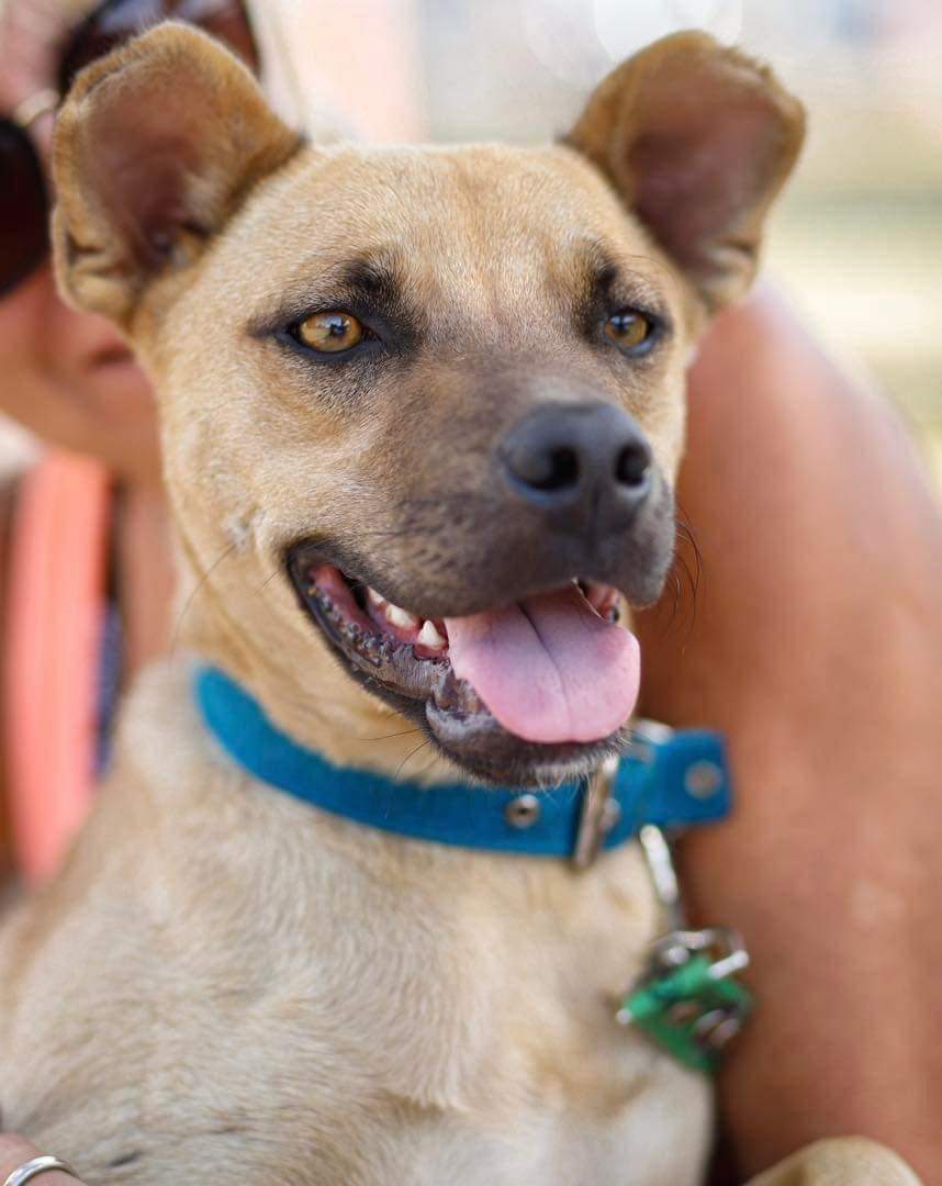 elcampito's tweet photo. ZUMO EN ADOPCIÓN!!! 🥳🧡
Nuestro Zumy ingresó al refugio con todo su cuerpo quebrado.
Tuvo que atravesar una cirugía muy compleja, le colocaron 7 clavos en una pata, 5 en la otra.
Hoy sonríe y espera una familia. 
Escribinos a adoptantesdelcampito@gmail.com te está esperando!! 🧡 https://t.co/hC2EqXHWF2