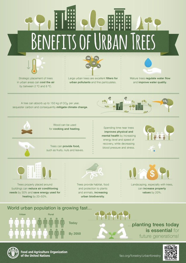UNBiodiversity's tweet image. 🌳🌲When we plant the right trees in the right places, we support a cooler, greener &amp;amp; healthier future.

As populations grow in cities, urban trees provide many environmental &amp;amp; social benefits, including mitigating #ClimateChange &amp;amp; increasing #biodiversity. 

Via @FAOclimate