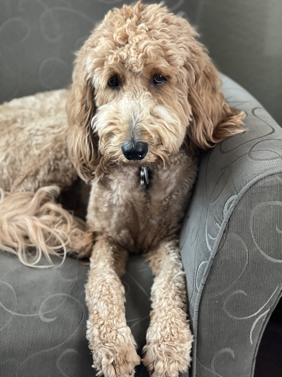 Hey y’all!  You can also find me on threads: <a href="/jrob04/">Jerry Roberts</a>. My pup, Nala, wondered what took so long!  #goldendoodle #LifeWithDoodles #ATX #atxdoodles #MKE