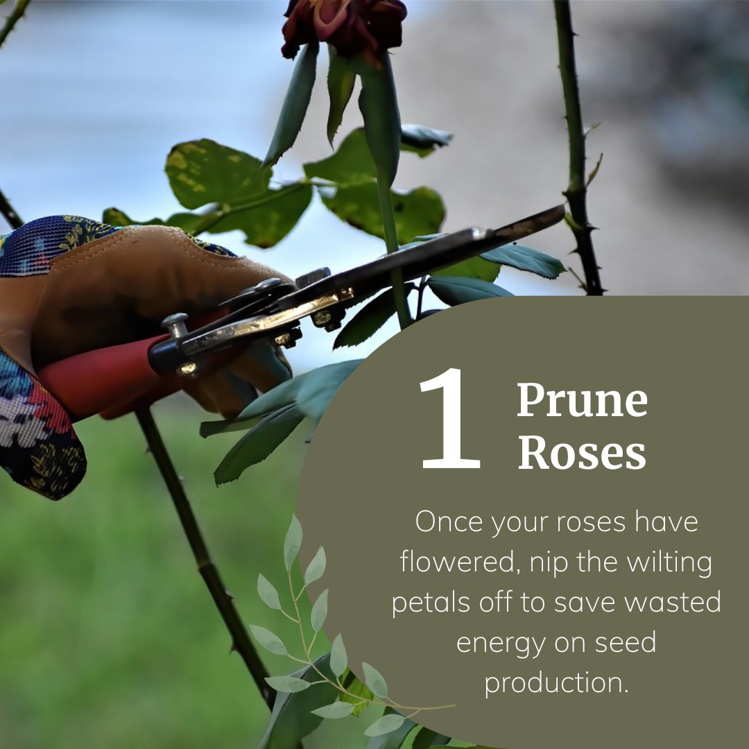 Primrose tweet media