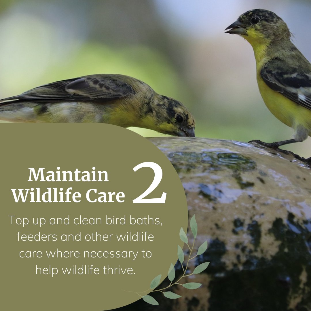 Primrose tweet media