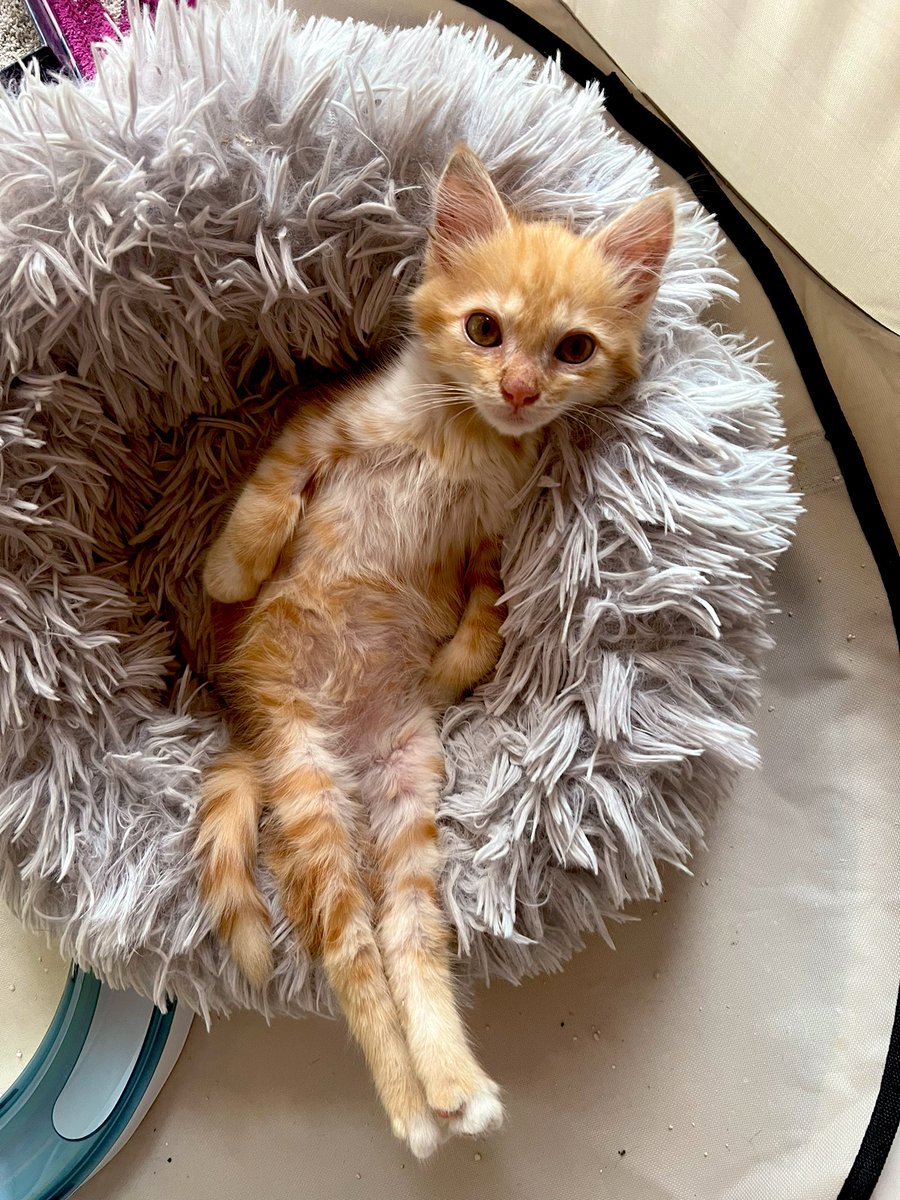 ExAvocatine(DrEnMaturation) tweet media