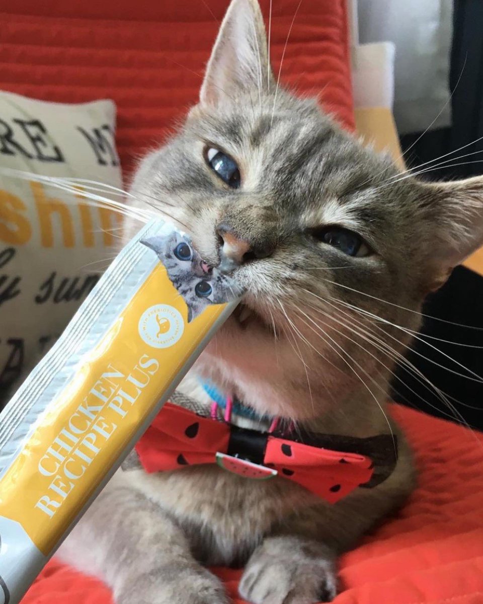 lovenalaco's tweet photo. Do yourself a favor and zoom in on that booper! 😻 #mousseface IG: its_me_marvin_the_cat 

#cats #cat #catsofinstagram #love #lovenala #cattreats #catfood https://t.co/y2iD4jQq6U