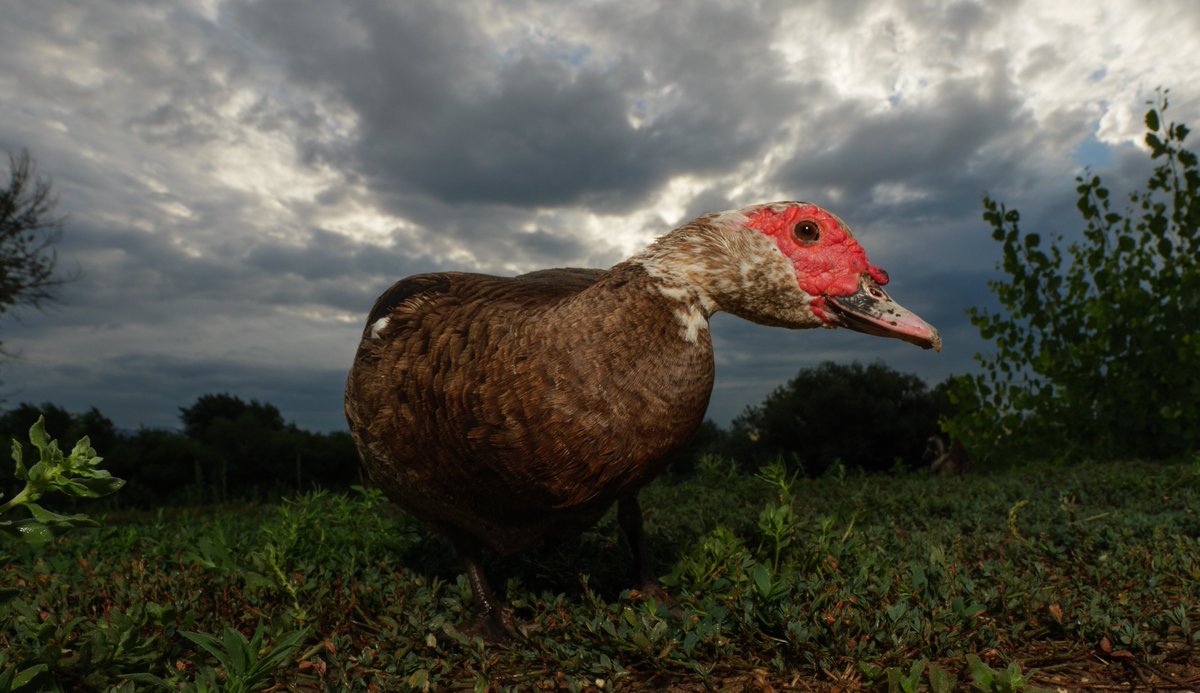 On a cloudy morn, a duck awaits,
Quacking for treats, with joy that never abates.

(retweet to send a treat live.dashducks.tv)