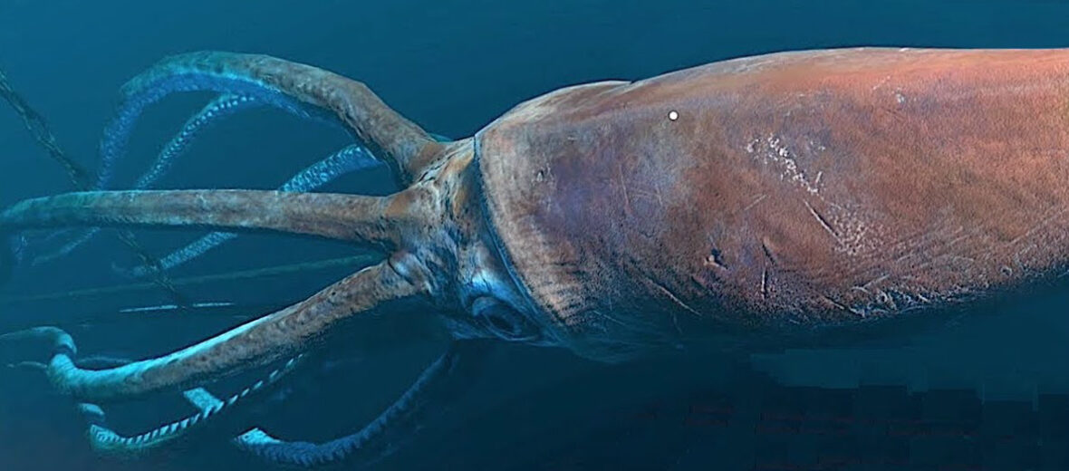 Deep_Sea_Facts's tweet photo. The giant squid moves around by squeezing its mantle (bulbous head) which pushes water out of a siphon with enough force to propel itself quickly through water #facts #deepsea https://t.co/V1UmbwGAWm
