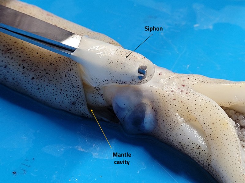 Deep_Sea_Facts's tweet photo. The giant squid moves around by squeezing its mantle (bulbous head) which pushes water out of a siphon with enough force to propel itself quickly through water #facts #deepsea https://t.co/V1UmbwGAWm