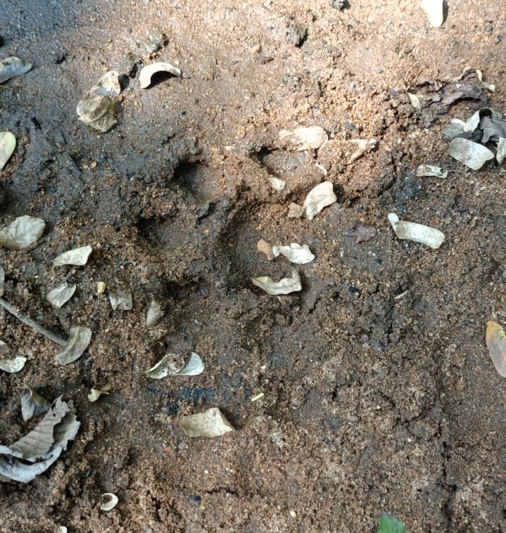 deepanwita_t's tweet photo. This pugmark pic was clicked by me inside #Indravati in 2021 when census work was on. Insurgency issues hamper work there. @ntca_india @RazaKazmi17 @ITRBijapur @byadavbjp @AnupamSharmaIFS @pargaien #Chhattisgarh #50YearsOfProjectTiger https://t.co/KkZm8ctjvr