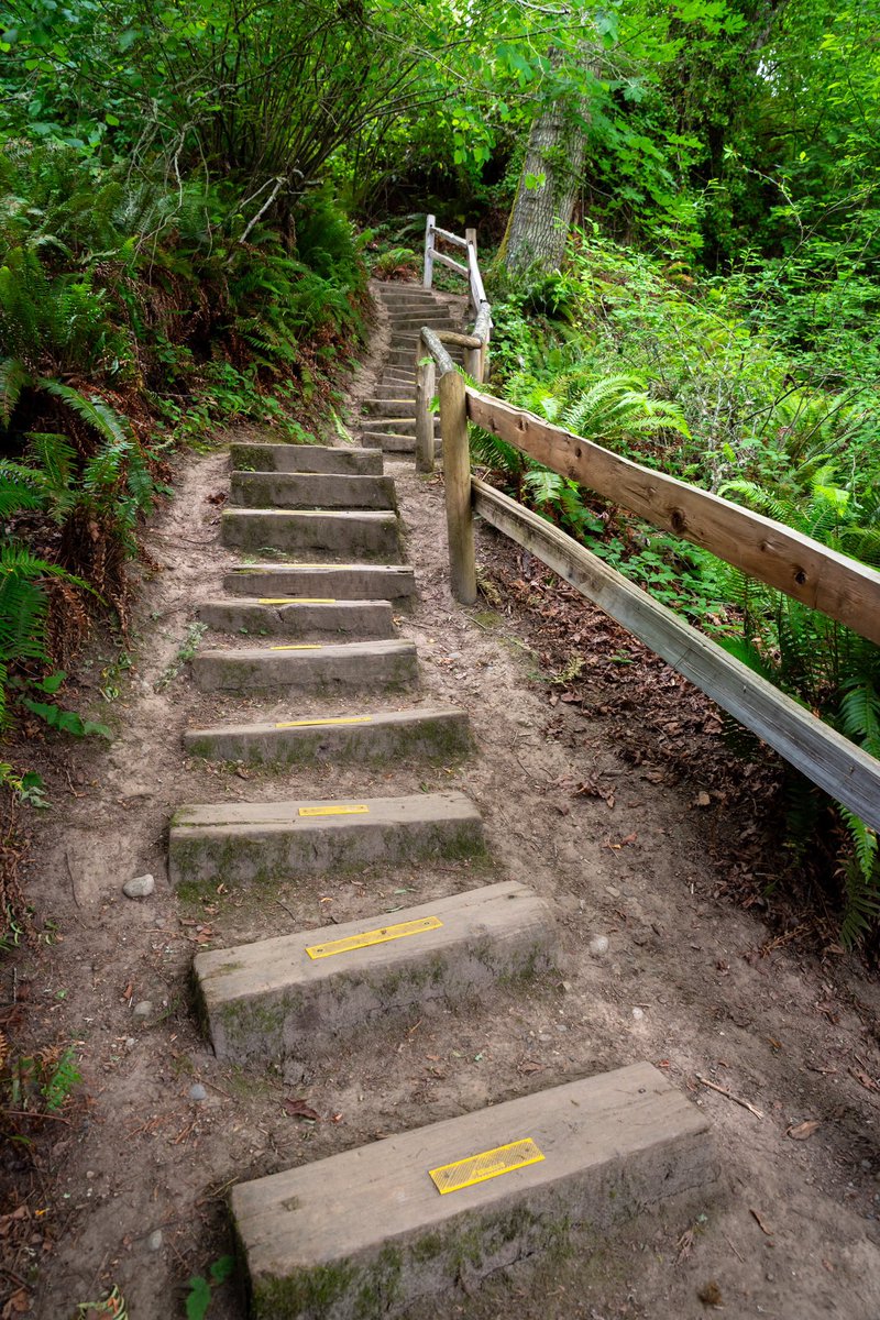 s_d_sea's tweet photo. “Forest Ascent”

#pentax #PentaxK1ii @PENTAXIAN #pnw #TrailTuesday @WTA_hikers @WAStatePks @ExploreWAState @ThePhotoHour #SoNorthwest https://t.co/sJsOLPegES