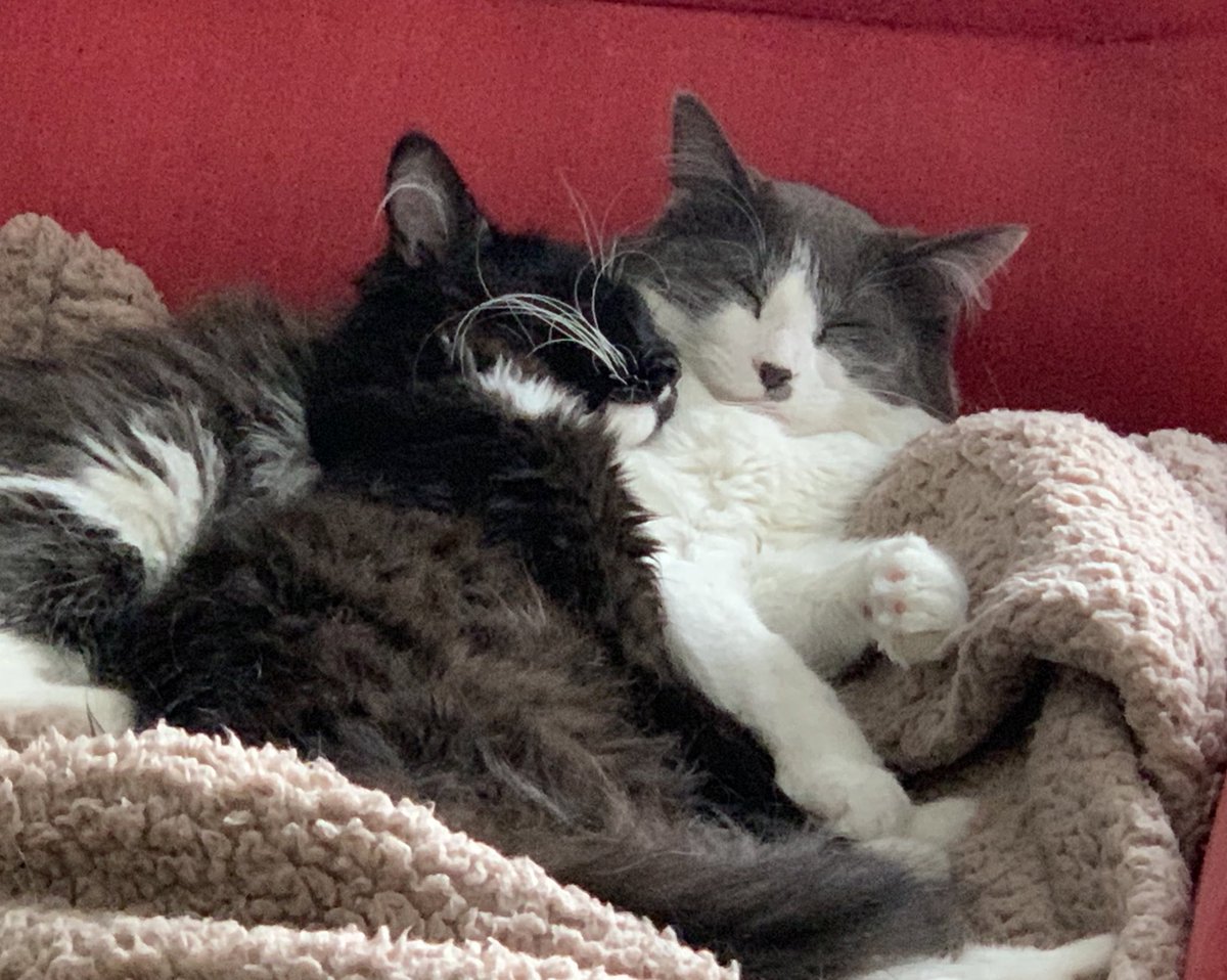 CM_Divt's tweet photo. Seeing the cats like this makes all the 3am goblin energy bearable. Theseus is getting so big and Pandora is so patient with him https://t.co/tGrzW6uhAr