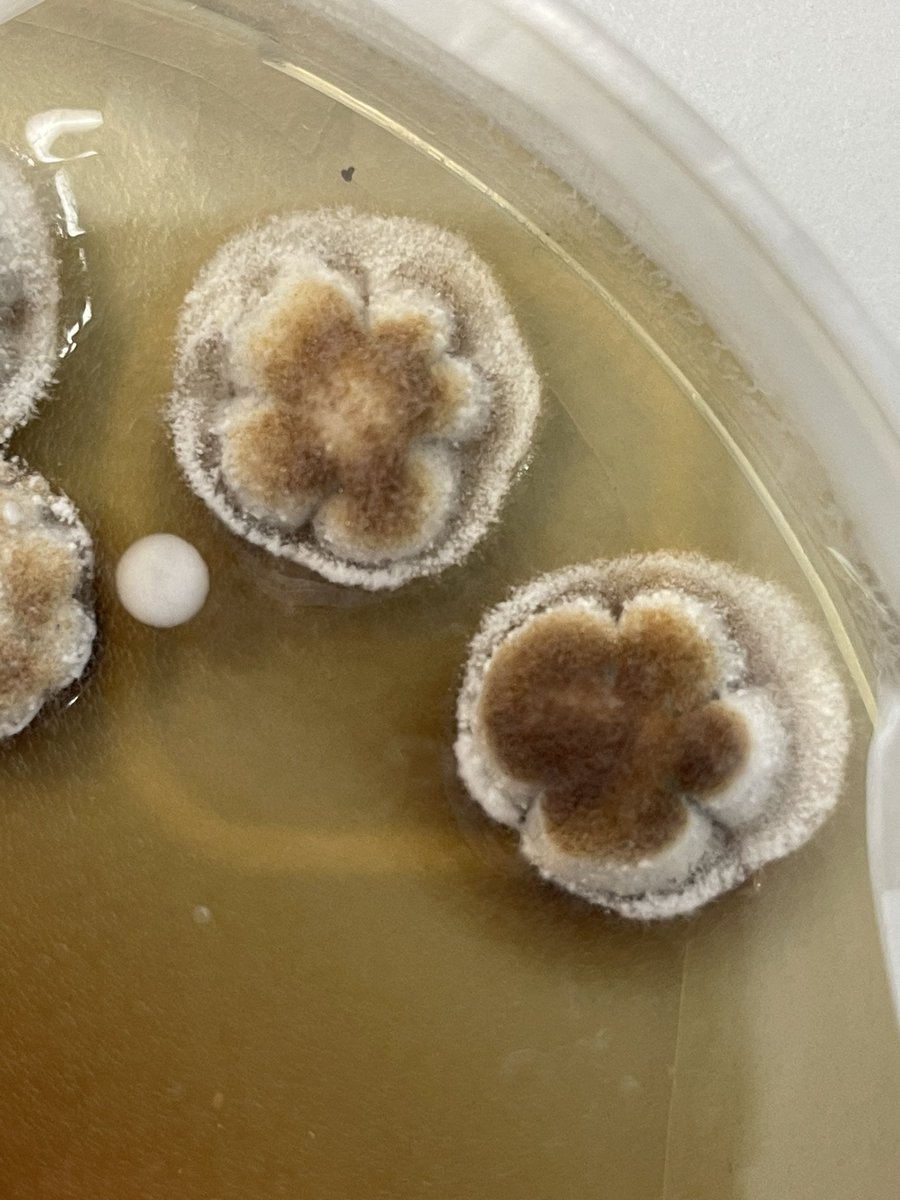 Chris Pull tweet media