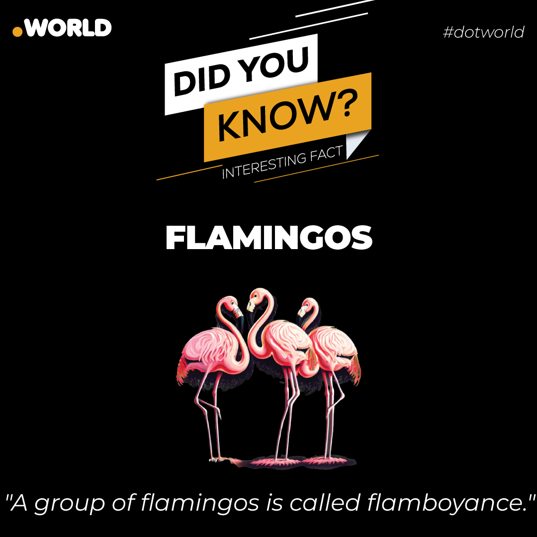 dotworldfacts's tweet photo. A flamboyance, a captivating group of flamingos, showcases their vibrant pink plumage and graceful demeanor as they gather and create a striking sight in nature's tapestry.
#interestingfacts #interesting #interestingfactsaboutworld #boycottcostacoffee #petroldieselprice https://t.co/qMlyqB0U6f