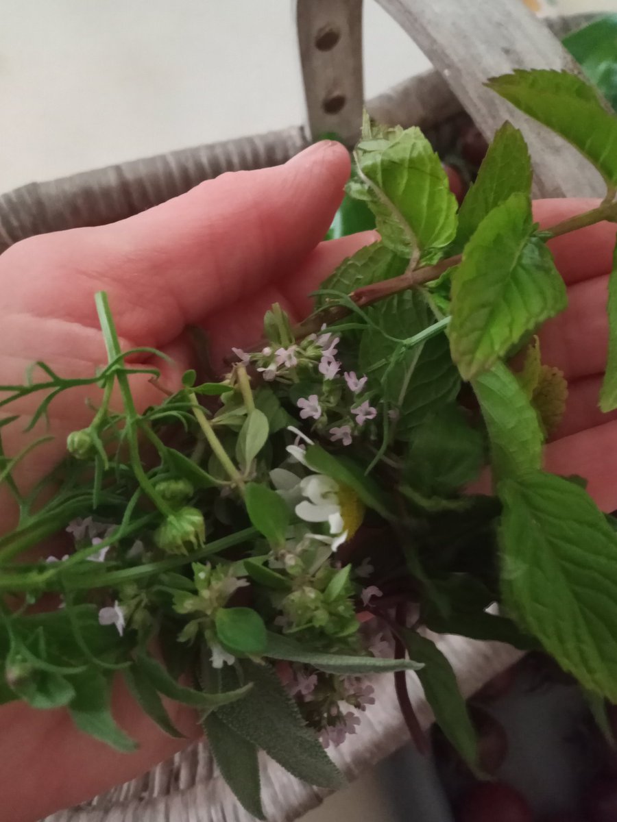 IrelandsPeace's tweet image. I was out picking for pizza night and got distracted on twatter,
I also forgot my tea erbs. 
Can I sue Leo for that too ?
Oh Whatever,
I continue..😒😤😁
#dodig
#garden