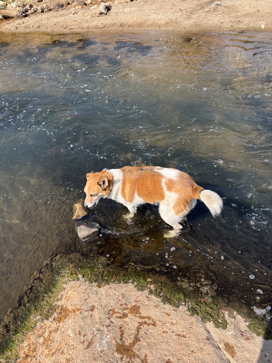 brutusanddaisy's tweet photo. Ok thatβs too cold for meπ
Jack at our previous park today. The water was minus a zillion degrees according to him
#DogsofTwitter #DogsonTwitter #AdoptdontShop #Tuesdayaction https://t.co/8Kqg7mq23f