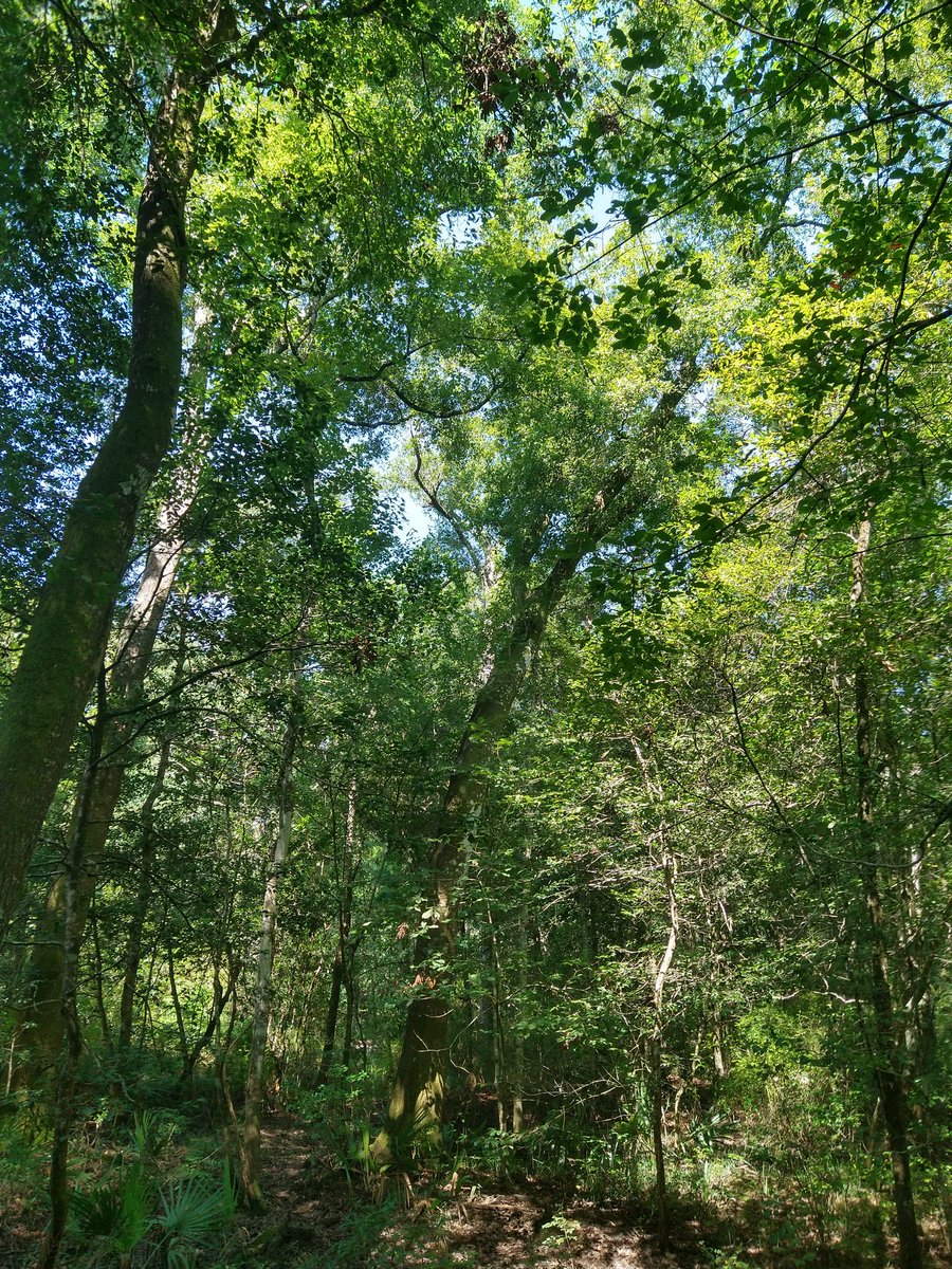 Lifesab5138's tweet photo. #photography #naturalspaces #Florida #holmescounty https://t.co/NKto9rf71s