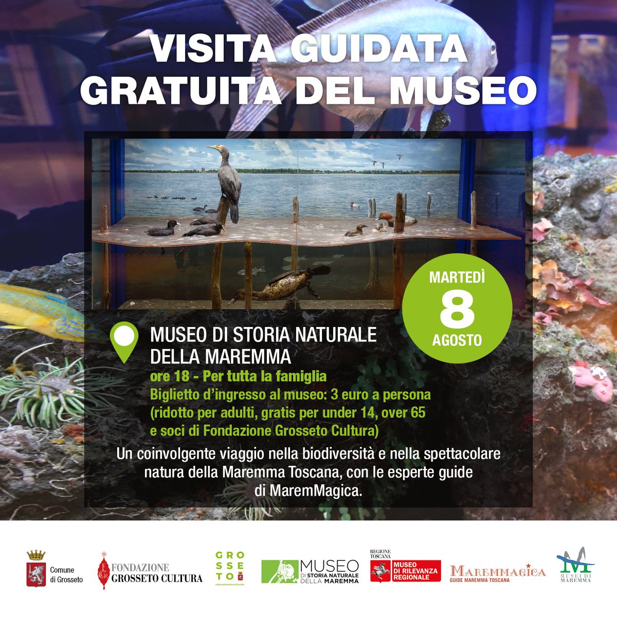 🟩Martedì 08 Agosto, dalle ore 18:00, Visita Guidata Gratuita alla scoperta del #Museo di storia naturale della #Maremma, in #Grosseto.
📌bit.ly/3OGxGm4

🟩Scopriamo i #Tesori di #Biodiversità, #Natura, #Minerali, #Rocce, #Fossili della Maremma #toscana 

#VisitTuscany
