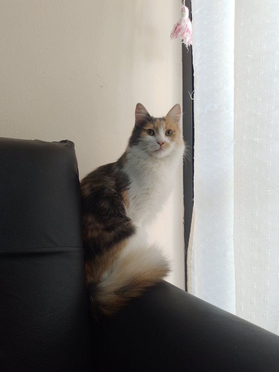 cmchrd's tweet photo. Ella es Pelusa y busca un hogar para siempre 🫶🏻🫶🏻. Tiene 5 meses y es muuy compañera y muy buenita 🩷 le encanta jugar y dormir encima tuyo 🤍. Interesados pueden comunicarse conmigo o con @adopciongatoscba en ig, sino con un RT me ayudan mucho ✨️
@VivireNuevaCba https://t.co/YwOydHwiRW