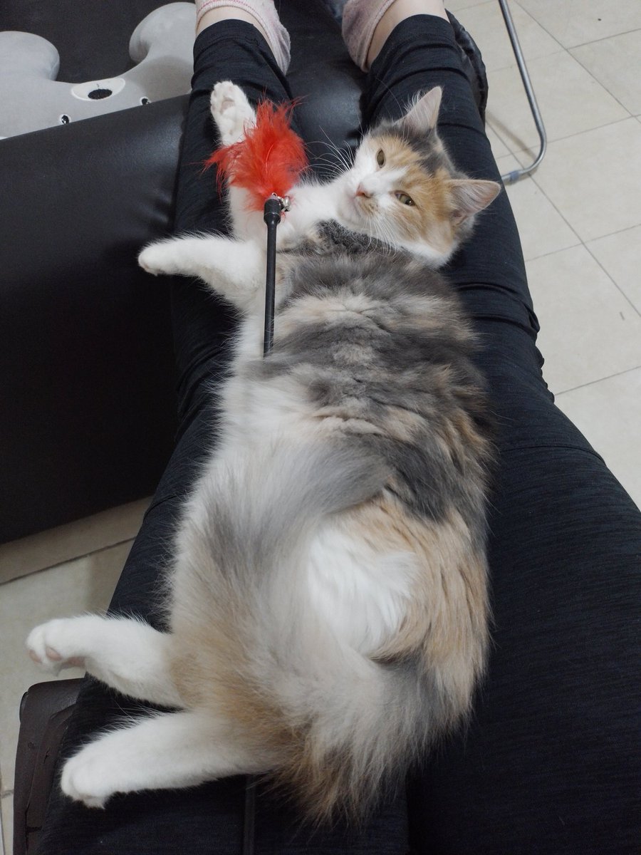 cmchrd's tweet photo. Ella es Pelusa y busca un hogar para siempre 🫶🏻🫶🏻. Tiene 5 meses y es muuy compañera y muy buenita 🩷 le encanta jugar y dormir encima tuyo 🤍. Interesados pueden comunicarse conmigo o con @adopciongatoscba en ig, sino con un RT me ayudan mucho ✨️
@VivireNuevaCba https://t.co/YwOydHwiRW