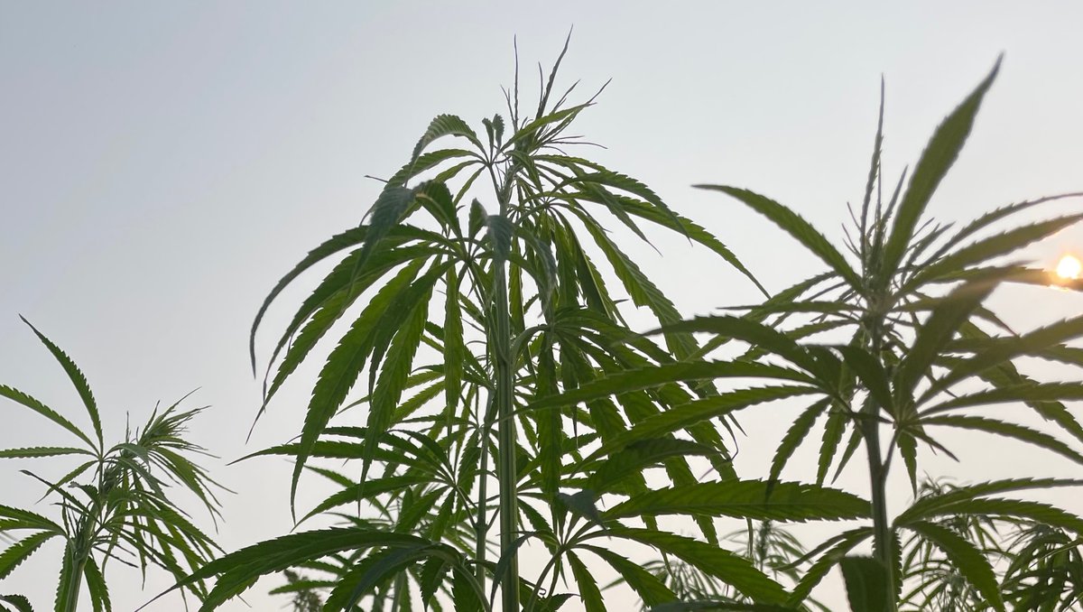 SmokyHempDecort's tweet photo. The days are getting shorter as we enter August but the hemp plants continue to reach for the sky! 

#SmokyHempDecortication #SmokyAgSolutions #Hemp #CanadaHemp #AlbertaHemp #Agriculture #ABagriculture #CdnAg #ABgrows #IndustrialHemp https://t.co/bMhEwmOmrE