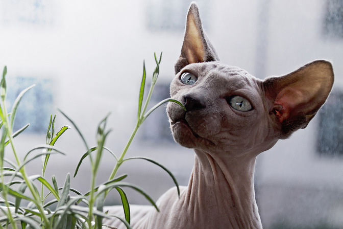 imoporto's tweet photo. 🐱World Cat Day | Dates to Celebrate🌍
Today, August 8th marks #WorldCatDay Established by the International Fund for Animal Welfare. But we can also celebrate on February 17th and 20th, and October 29th. Every day is an opportunity to love and protect these enchanting #felines😻 https://t.co/ashFglsUuR