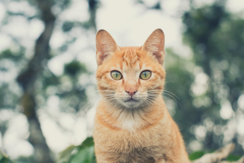 imoporto's tweet photo. 🐱World Cat Day | Dates to Celebrate🌍
Today, August 8th marks #WorldCatDay Established by the International Fund for Animal Welfare. But we can also celebrate on February 17th and 20th, and October 29th. Every day is an opportunity to love and protect these enchanting #felines😻 https://t.co/ashFglsUuR