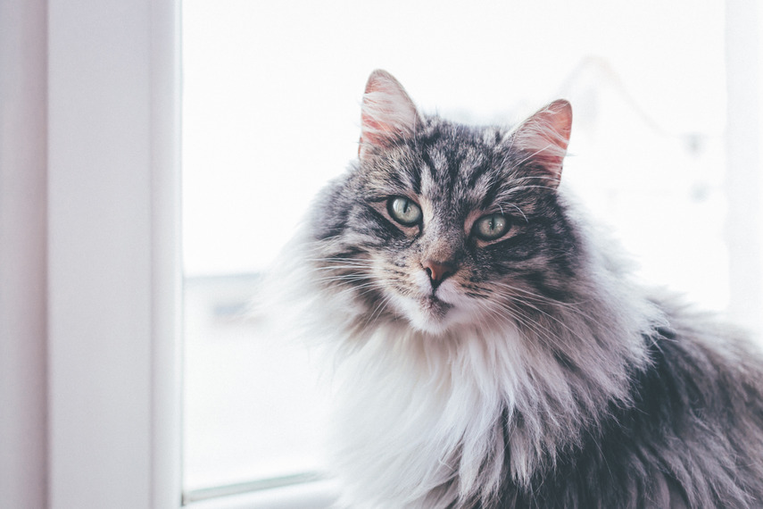 imoporto's tweet photo. 🐱World Cat Day | Dates to Celebrate🌍
Today, August 8th marks #WorldCatDay Established by the International Fund for Animal Welfare. But we can also celebrate on February 17th and 20th, and October 29th. Every day is an opportunity to love and protect these enchanting #felines😻 https://t.co/ashFglsUuR
