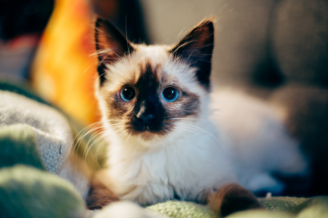 imoporto's tweet photo. 🐱World Cat Day | Dates to Celebrate🌍
Today, August 8th marks #WorldCatDay Established by the International Fund for Animal Welfare. But we can also celebrate on February 17th and 20th, and October 29th. Every day is an opportunity to love and protect these enchanting #felines😻 https://t.co/ashFglsUuR
