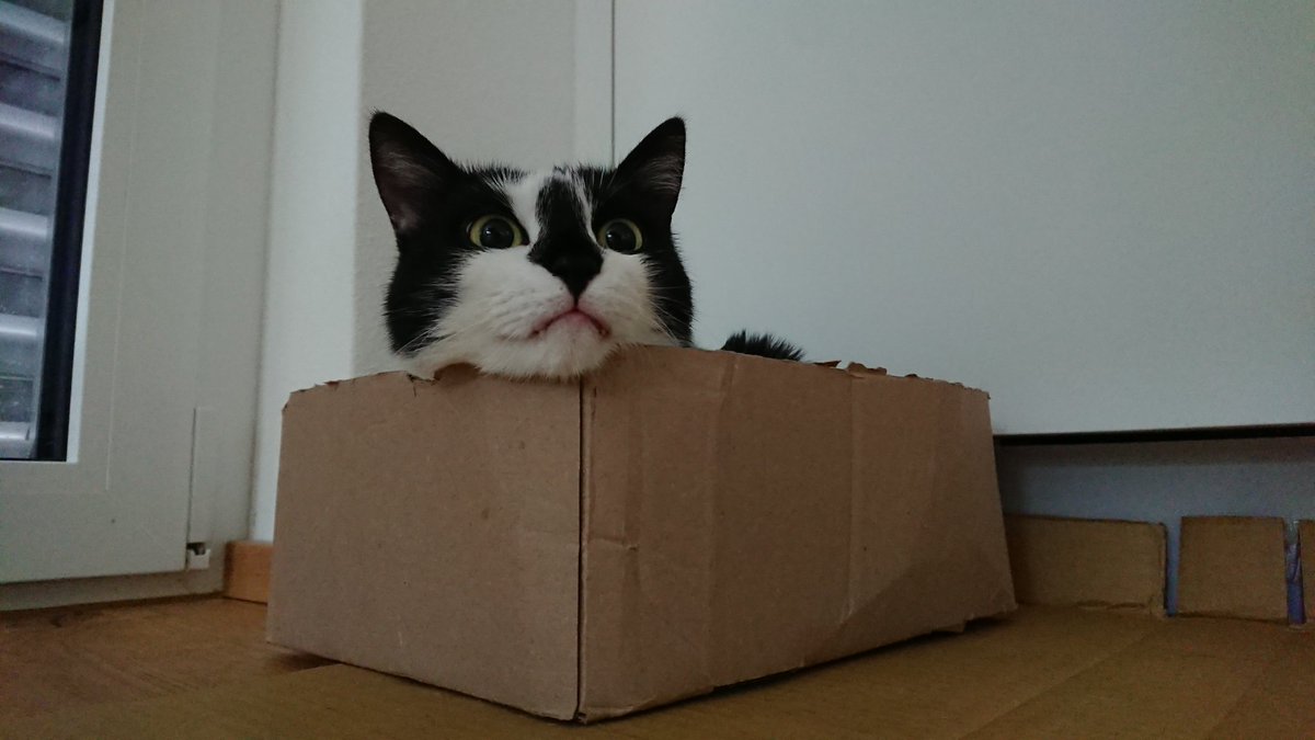 ArkusRabherr's tweet photo. It's box time
#cats #CatsOfTwitter #CatsOnTwitter https://t.co/GxFIaSv9XE
