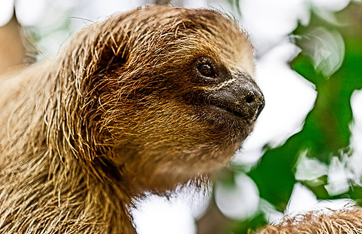 Petition Please Share &amp; Sign : Save the Pygmy Sloth From Extinction globalvegans.com/41-animal-peti… #vegan #animal rights