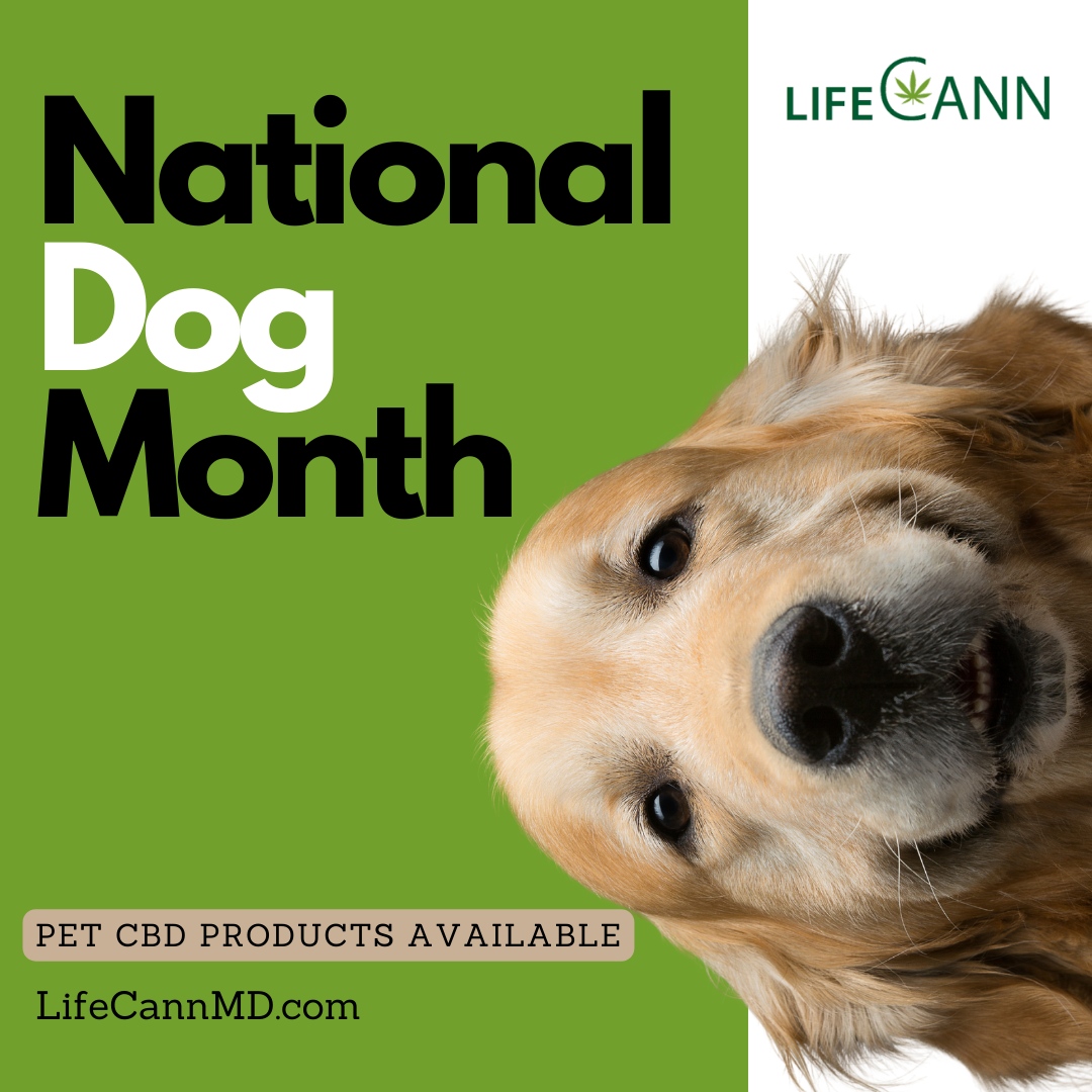 Celebrate National Dog Day by learning about the wonders of CBD for pets! You can try our CBD pet treats at lifecannmd.com/product/cbd-pe… your loyal companion deserves the best! 🐕❤️ #NationalDogDay #CBDBenefits #BestPetLife