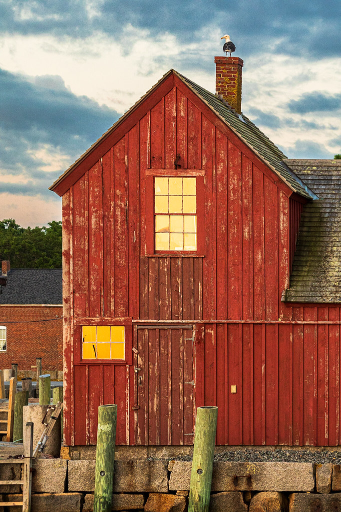 Cape Ann Photos:  Seagull atop Motif #1 chimney, early morning, Rockport, Mass. dlvr.it/St3ZZZ