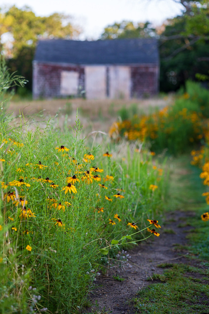 Cape Ann Photos:  Pollinator Habitat dlvr.it/St3ZZk