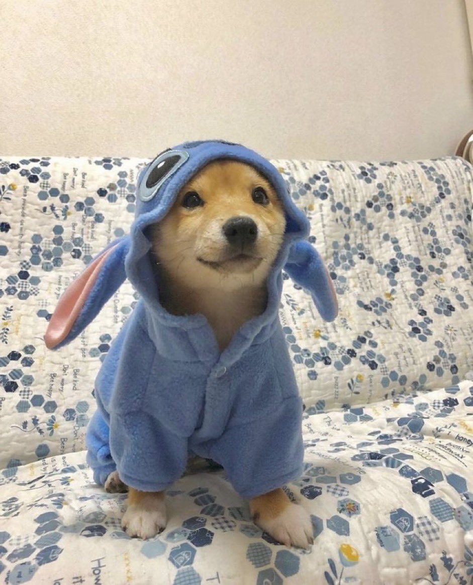 Puppieslover's tweet photo. Awww so cute puppy https://t.co/0aselgLuBY