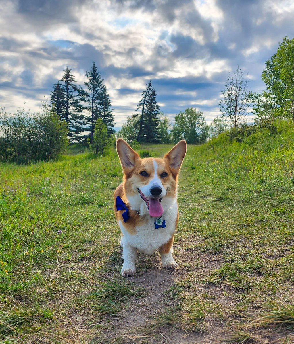 Corgi_Lover_s's tweet photo. Happiest Tongue out Tuesday wishes!!!! https://t.co/zxYc5snhaI
