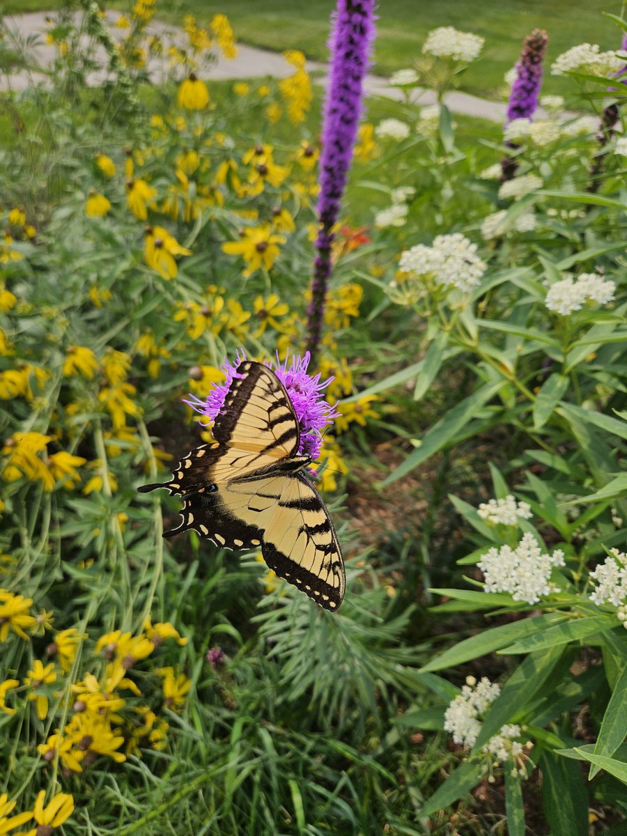 DavidBauerJr's tweet photo. It appears my butterfly garden is a success. https://t.co/EujF6Syx6u