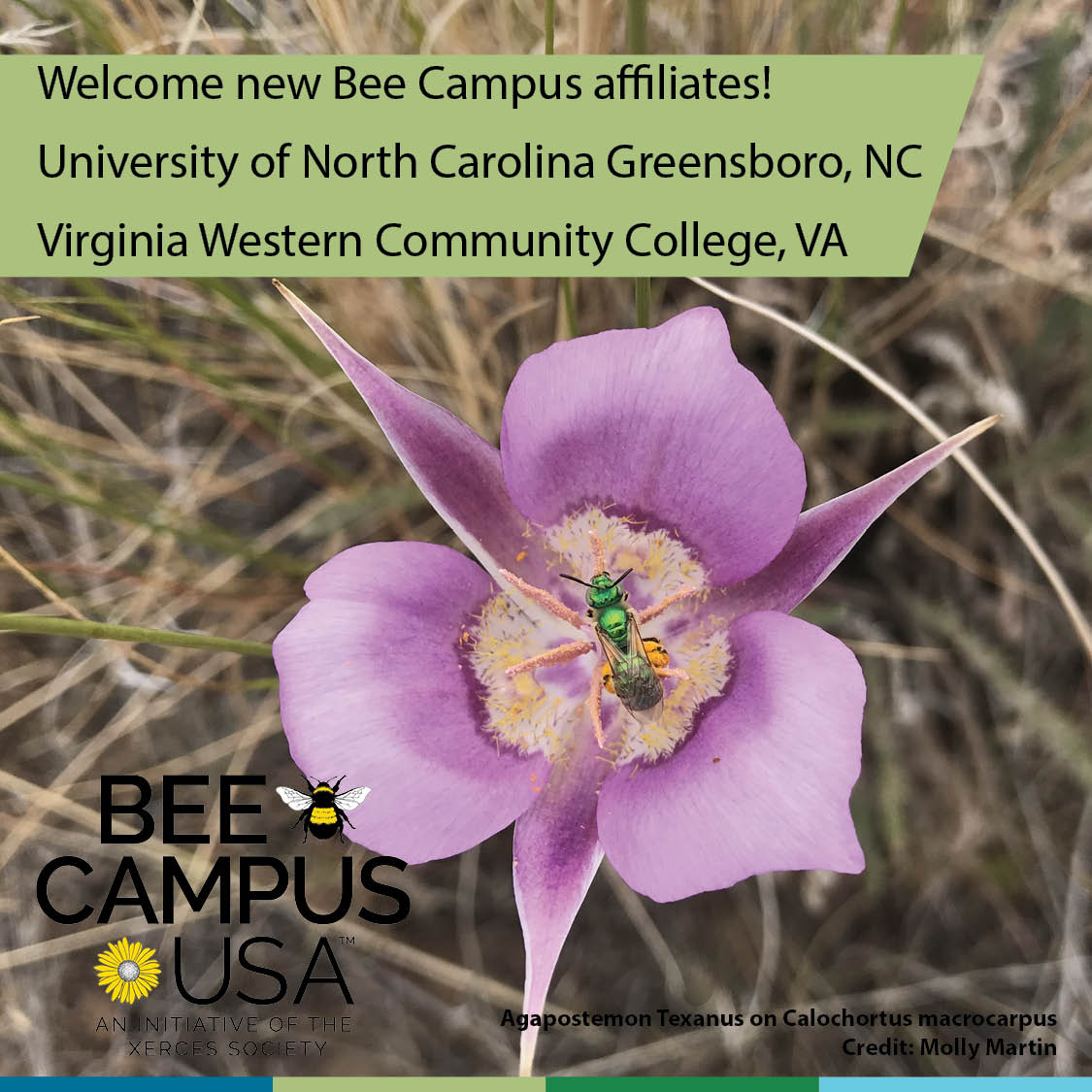 BeeCityUSA's tweet photo. A warm welcome to our new Bee Campus affiliates University of North Carolina Greensboro and Virginia Western Community College. @UNCG @VirginiaWestern #UNCGWay #VWCC #BeeCampusUSA #Bees #BringBackthePollinators https://t.co/rNuryEI63e