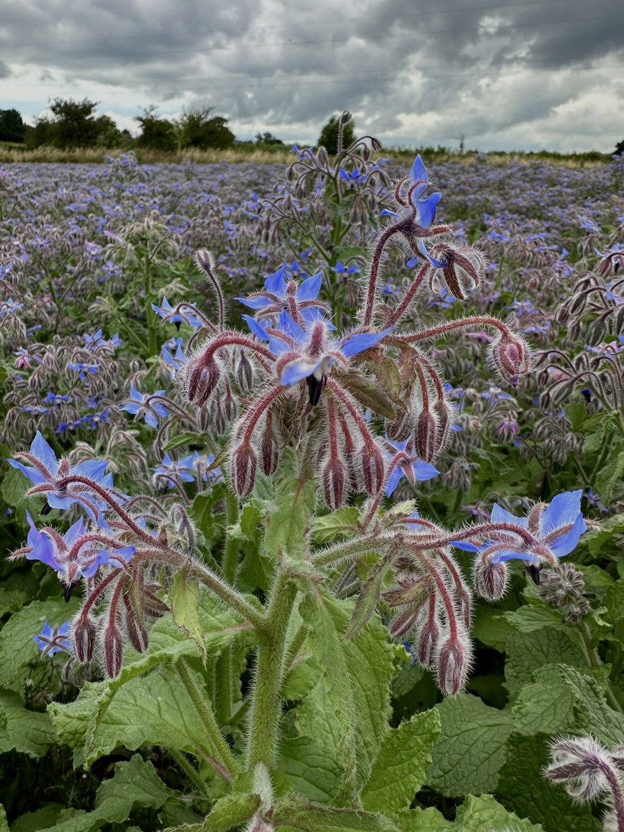 ceresrural's tweet photo. Ever thought about growing Borage? Ed Hutley, Partner at Ceres Rural grows it on his family farm in Essex. This week they have been harvesting wheat after borage and feature in the @farmersweekly. Read the article here: https://t.co/IriBVXSHUQ #borage #alternativecrops #harvest https://t.co/A0iYlVskRS