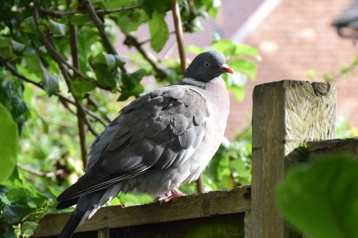 MyGarden_Uk's tweet photo. Casanova was here for his Evening meal and quick photo session.😀

He loves posing.🕺

@des_farrand 
#BeautifulBirds #WoodPigeons #Pigeons #Birds #Hungry #Nature #ColoursOfNature #Posing #Evening #EveningMeal #Posing #EarningHisKeep https://t.co/49MR8He343